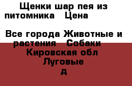 Щенки шар-пея из питомника › Цена ­ 15 000 - Все города Животные и растения » Собаки   . Кировская обл.,Луговые д.